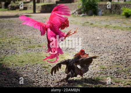 Rosa Hahn kämpfen einen schwarzen. Scheincockfighting. Tenganan Pegringsinga, Bali, Indonesien Stockfoto