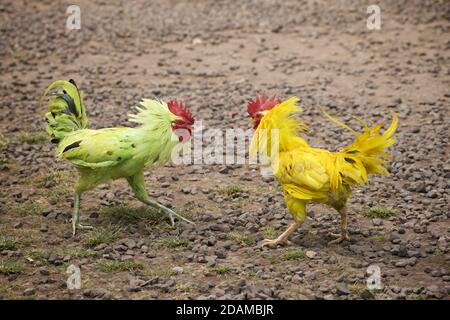 2 farbige Herzmuscheln. Scheincockfighting. Tenganan Pegringsinga, Bali, Indonesien Stockfoto