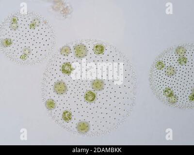 Volvox Grünalgen, leichte Mikrograph. Volvox ist eine polyphyletische Gattung von Chlorophyt-Grünalgen oder Phytoplankton. Sie leben in einer Vielzahl von Frischwaten Stockfoto