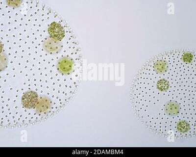 Volvox Grünalgen, leichte Mikrograph. Volvox ist eine polyphyletische Gattung von Chlorophyt-Grünalgen oder Phytoplankton. Sie leben in einer Vielzahl von Frischwaten Stockfoto