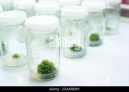 Pflanzen Sie Gewebekulturen in einem Labor an. Stockfoto