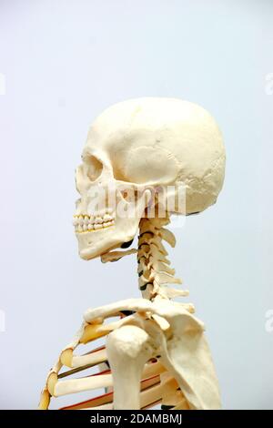 Menschliches Skelett Anatomie Modell. Stockfoto
