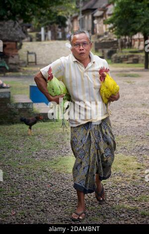 Indonesischer Mann hält 2 farbige Hahnentürme in den Händen. Hahnenkampf. Tenganan Pegringsinga, Bali, Indonesien Stockfoto