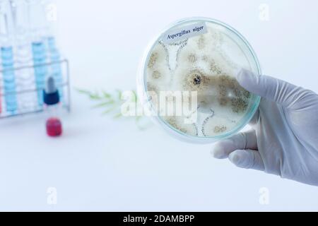 Aspergillus niger Pilzkultur. Stockfoto