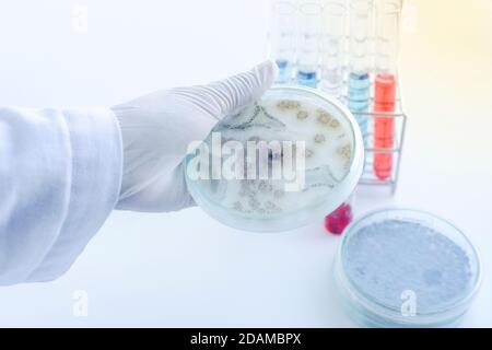 Aspergillus niger Pilzkultur. Stockfoto