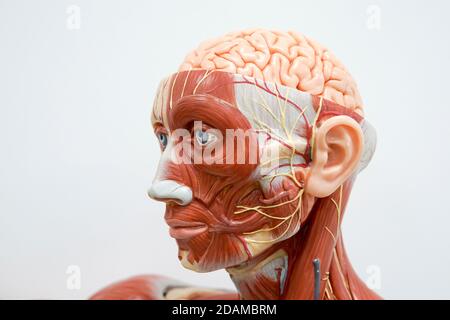 Anatomiemodell des menschlichen Kopfes. Stockfoto