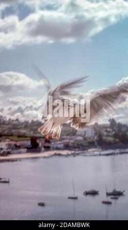 Möwe wartet im Flug, um Nahrung aus einem Fenster in ein Gebäude am Strand der Stadt Sanjenjo, Galizien, Spanien, Europa geworfen zu werden Stockfoto