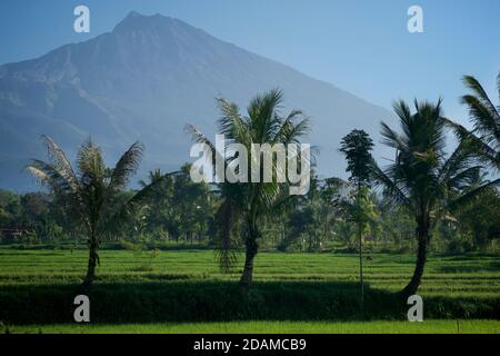 Mount Rinjani jenseits von Reisfeldern und Palmen, Tetebatu, Lombok, Indonesien. Reisanbau. Stockfoto