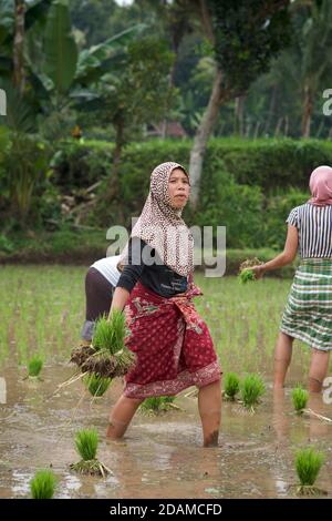 Indonesische Frauen, die in einem Reisfeld arbeiten. Lombok, Indonesien. Reisanbau Stockfoto