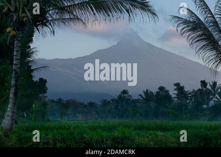 Mount Rinjani jenseits von Reisfeldern und Palmen, Tetebatu, Lombok, Indonesien. Reisanbau. Stockfoto