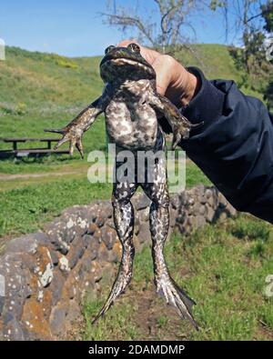 Amerikanischer Bullenfrosch, Rana catesbeiana, aus einem Teich in einem East Bay Regional Park in Kalifornien Stockfoto