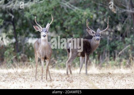 Schwarzschwanz Hirsche Hirsche Browsing Stockfoto