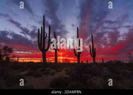 Malerische Wüstenlandschaft bei Sonnenuntergang mit Saguaro Cactus Silhouetten in der Nähe von Phoenix, Arizona. Stockfoto