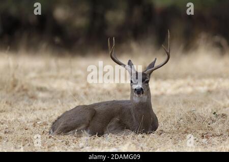 Schwarzschwanz Hirsch Hirsch ruhend Stockfoto