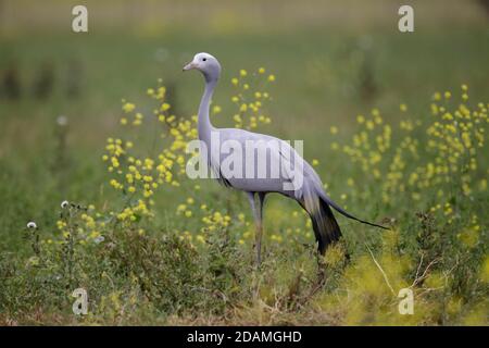 Blue Crane (Anthropoides paradisea), Cape Province, Südafrika 26 Sep 2012 Stockfoto