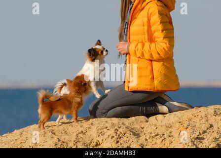 Hundebesitzerin in gelber Jacke sitzt auf Knien mit ihr Zwei gehorsame kleine Hunde am Sandstrand in der Nähe des Meeres Stockfoto