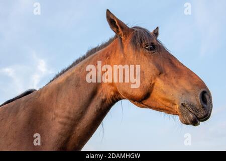 Profilportrait eines schönen braunen Pferdes auf einem Hintergrund von blauem Himmel mit Wolken, Nahaufnahme, Kopierraum. Stockfoto