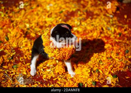 Lalitpur, Nepal. November 2020. Ein geretteter Hund, der mit Girlanden und Millionen Farben geschmückt ist, sitzt im Tierheim während des Kukkur Tihar, dem Hundeverehrungs-Festival in Lalitpur, Nepal, am Samstag, 14. November 2020. Kredit: Skanda Gautam/ZUMA Wire/Alamy Live Nachrichten Stockfoto