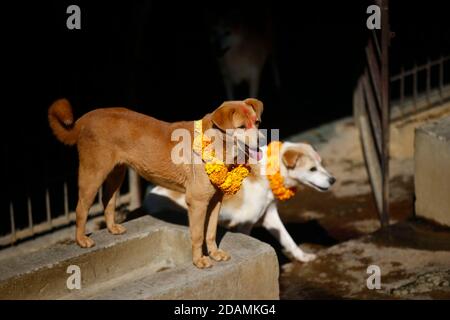 Lalitpur, Nepal. November 2020. Gerettete Hunde, die mit Girlanden und Millionen Farben geschmückt sind, wandern im Tierheim während des Kukkur Tihar, dem Hundeverehrungs-Festival in Lalitpur, Nepal, am Samstag, 14. November 2020. Kredit: Skanda Gautam/ZUMA Wire/Alamy Live Nachrichten Stockfoto