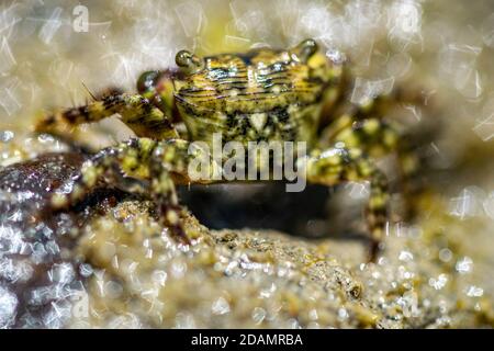 Ein Makrobild einer kleinen Strandkrabbe, die herumläuft In einem kleinen Wasserbecken bei Ebbe Stockfoto