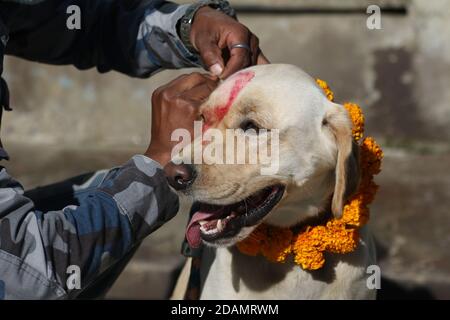 14. November 2020, Kathmandu, NE, Nepal: Nepalesen feiern am Samstag, den 14. November 2020 in Kathmandu das alljährliche Kukur Tihar-Fest, die Verehrung der Hunde. (Bild: © Aryan Dhimal/ZUMA Wire) Stockfoto