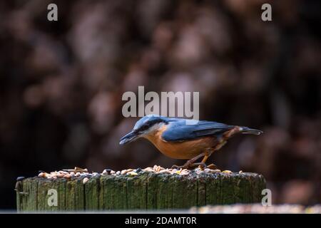 Europäische Nuthatch in freier Wildbahn, Fütterung Stockfoto