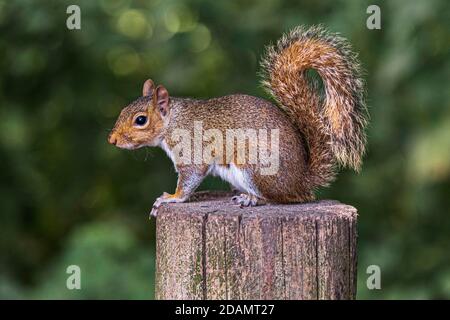 Grauhörnchen Fütterung in der freien Natur Stockfoto