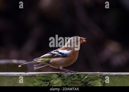 In der wilden Buchfink Fütterung Stockfoto