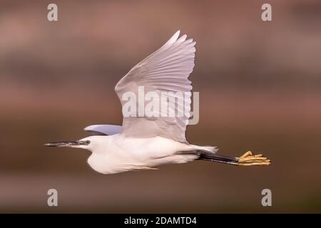 Reiher im Flug Stockfoto