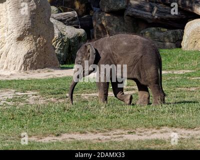 Selektive Fokusaufnahme eines entzückenden Elefantenbabys Stockfoto