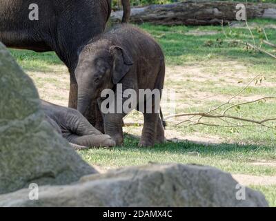 Selektive Fokusaufnahme eines entzückenden Elefantenbabys Stockfoto