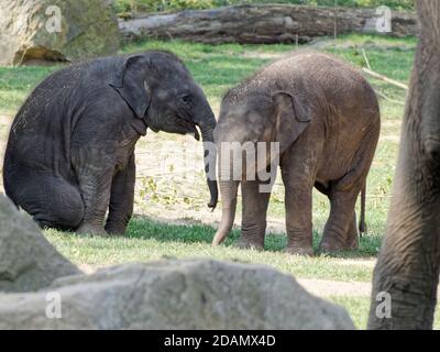 Selektive Fokusaufnahme der entzückenden Baby Elefanten Stockfoto
