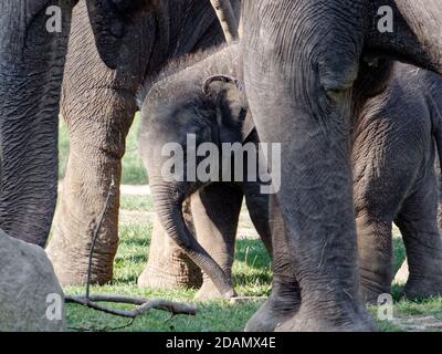 Selektive Fokusaufnahme eines entzückenden Elefantenbabys Stockfoto