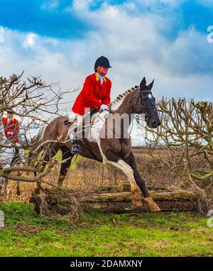 Cranwell Bloodhounds, Lincolnshire. Die Whipper in, eine Dame, jagen die Hunde springen über eine Hecke in voller Jagd Outfit mit einer roten Jacke gekleidet Stockfoto