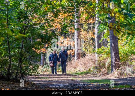 Ein älteres Paar geht Hand in Hand im Herbstwald Bekommen einige exercisi an einem hellen und sonnigen Tag Stockfoto