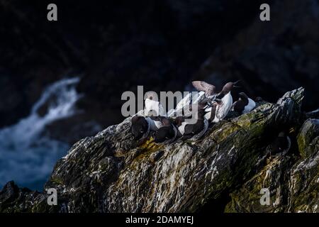 Guillemot - Uria Aalge, schwarz-weißer Seevogel von den Küsten und Riffen des Ozeans, Atlantik, Shetlands, Schottland, Vereinigtes Königreich. Stockfoto