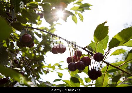 Kirsche, Cerries, Herstellung von charry Marmelade Stockfoto