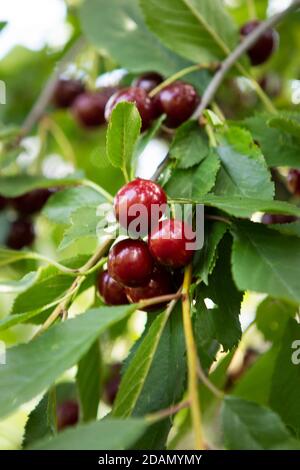 Kirsche, Cerries, Herstellung von charry Marmelade Stockfoto