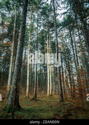 Atemberaubende Aussicht von den Jura-Bergen auf die Französisch / Schweizer Alpen über den Genfer See an einem schönen Winter knackigen Tag. Stockfoto