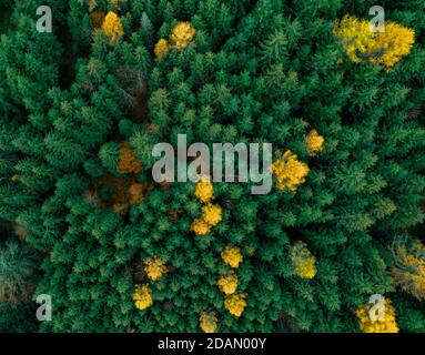 Luftdrohne Aufnahme eines schweizer Alpenwaldes im Herbst mit einigen leuchtend gelben Bäumen, die sich gegen den grünen Kiefernwald erheben. Stockfoto