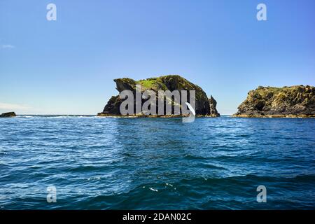 Der trinkende Drachenfelsen am Calf of man off Die Küste auf der Isle of man Stockfoto
