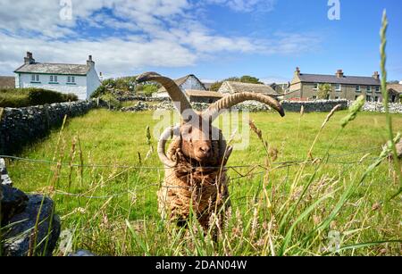 Manx Loaghtan Widder mit vier Hörnern im Cregneash living Museum, Isle of man Stockfoto