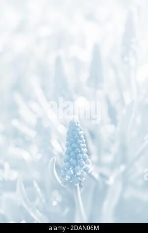 Zarte blaue Muscari-Blüten im Frühlingsgarten. Blaue Blumen. Muscari vernachlässectum. Traubenhyazinthe. Bild in hellblauer Tonalität Stockfoto