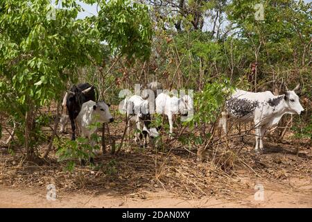 Selingue, Mali, 28. April 2015; Fulani-Hirte brachten ihre Herde von Fana nach Faraba, eine Entfernung von 300 km, in der Trockenzeit, weil die Weide Stockfoto