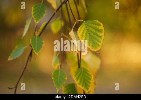 Grün mit gelben Birkenblättern in der Nähe auf den Zweigen Im Herbst Park Stockfoto