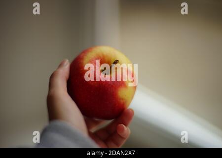 Reifer roter Apfel in weiblicher hnd in der Nähe des Fensters Stockfoto