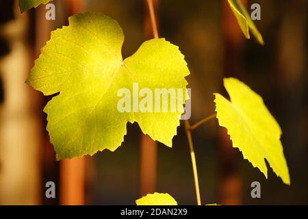 Große grüne Traubenblätter wachsen im sonnigen Herbstgarten in der Nähe. Stockfoto