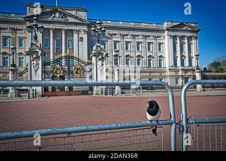 GROSSBRITANNIEN / England / London/eine unwirkliche Stadtsperre in London 24.3.2020/ Buckingham Palace sieht leer aus, nur eine Elster sitzt am Zaun. Stockfoto