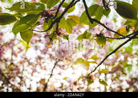 Kirschblüte im Frühling bei Tageslicht Stockfoto