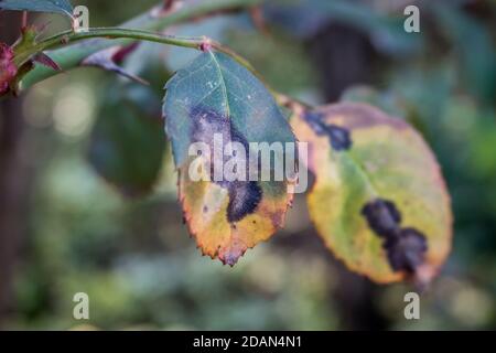 Bild der allgemeinen Rosenbaumarkrankung im frühen Frühjahr als Black Spot bekannt, aus der Nähe. Stockfoto